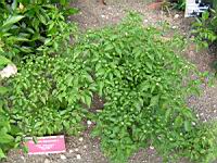 Piment - Capsicum baccatum L. - variete Dulce nombres (fort) (1) (Photo F. Mrugala)